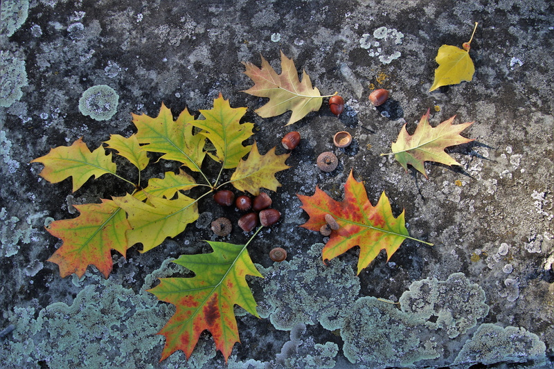 oct, nature, clear, change, branches, land, the structure of the, food, leaves, maple leaf, leaf, foliage, surface, day, growth, stone, plant part, plant