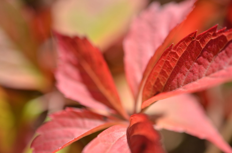 flower, nature, 4K, fragility, foliage, growth, forest, inflorescence, autumn, red, outdoors, tree, leaf, pink color, flower head, freshness, oct, selective focus