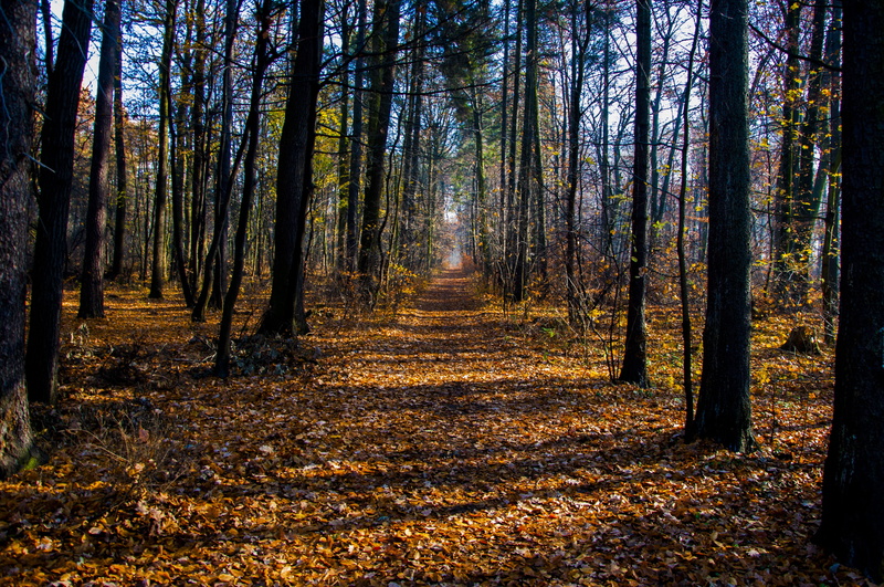 no people, 4K, tree trunk, plant, woodland, mood, non-urban scene, colorful, outdoors, foliage, land, change, tranquil scene, the way forward, oct, footpath