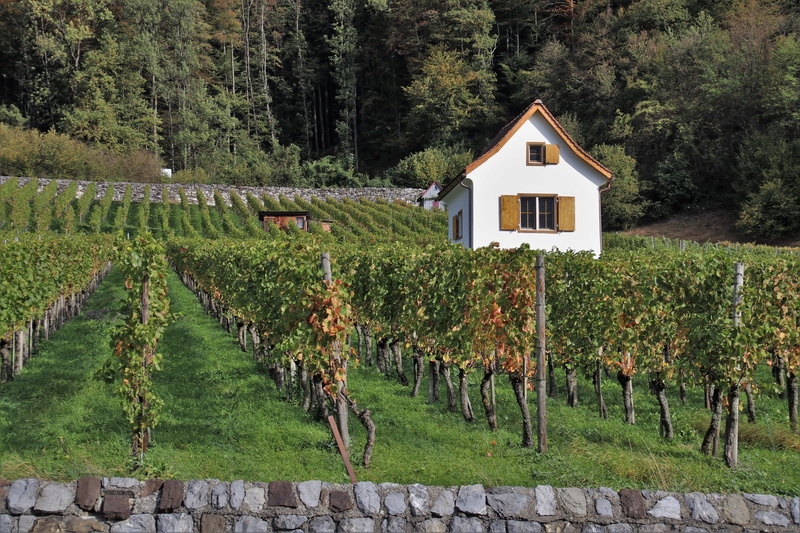 season, in the fall, lake dusia, view, elevation, nature, the cultivation of, vineyard, green color, tree, wall, autumn, plant, house, outdoors, the background