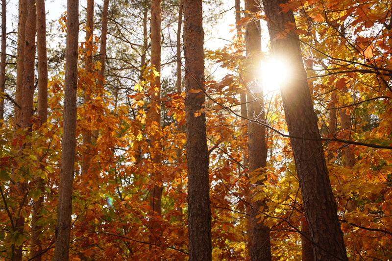 lens flare, growth, the sun, tranquil scene, sunlight, tree, outdoors, in the fall, 5K, land, plant, scenics - nature, oct, trail, colorful, trunk, foliage