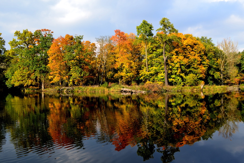 water, cloud - sky, orange color, yellow, non-urban scene, plant, red, tranquility, tree, lake, day, foliage, 4K, outdoors, fall, tranquil scene, nature