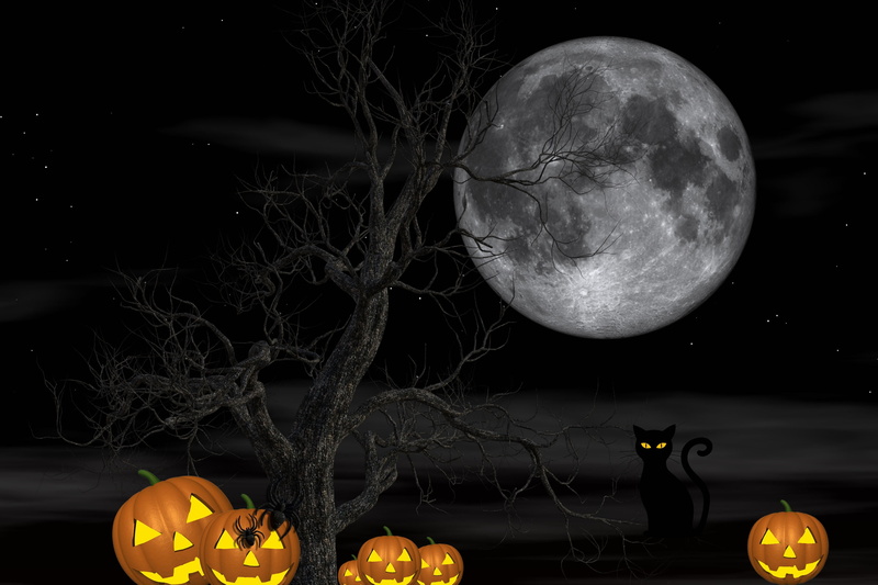 the moon, night, cat, Halloween, pumpkin, spiders, 31 Oct, tree, 2K