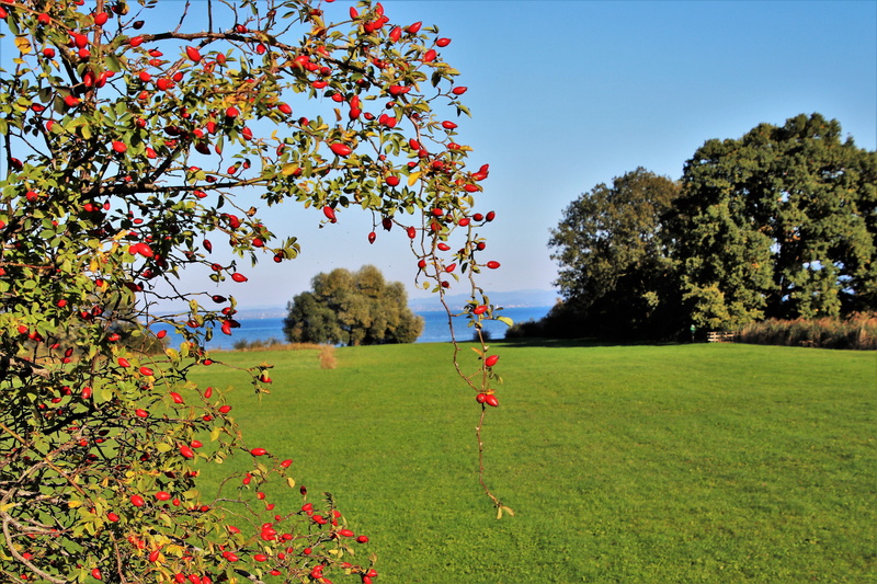 field, rose, 5K, lake, freshness, nature, flower, october, growth, in the fall, tranquil scene, red, romantic, land, wild, spacer, at the court of, plant