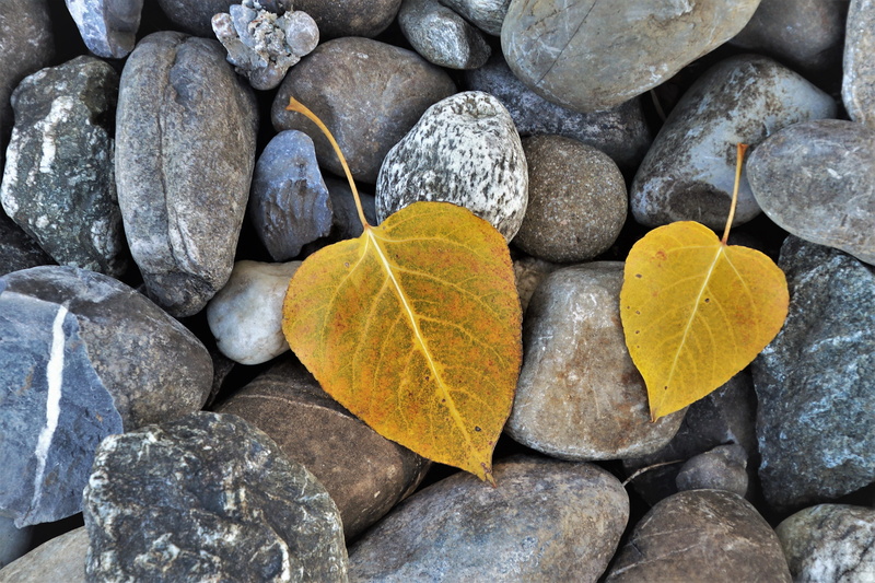 plant part, figure, mood, model, hope, birch, foliage, the structure of the, gray, autumn, natural, day, change, yellow, pebble, 5K, stone - object, outdoors