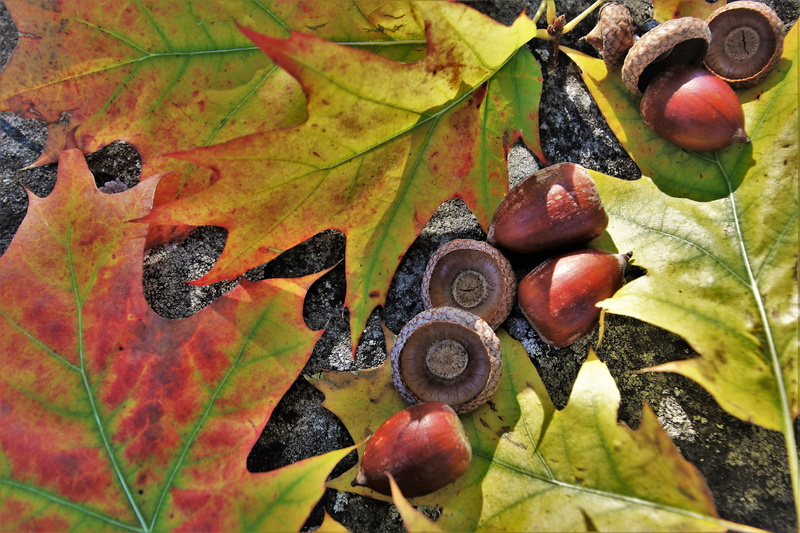 maple leaf, change, botany, season, leaf, full frame, high angle view, fall, oct, plant, growth, foliage, leaves, acorn, oak, acorns, plant part, branch