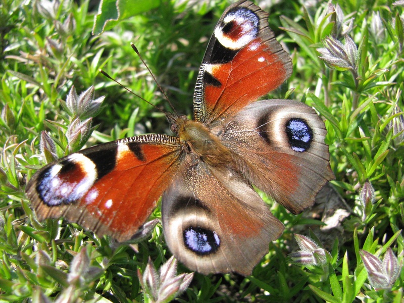 animal themes, butterfly, insect, animals in the wild, no people, nature, flowering plant, flower, pollination, one animal, day, animal wing, close-up