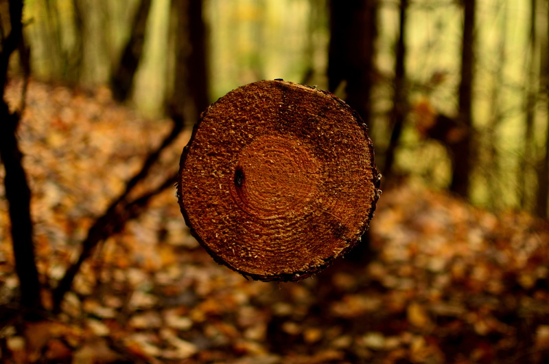 collapse, plant, 4K, brown, circle, oct, woodland, in the fall, cut down a tree, bark, no people, felling, tree trunk, focus on foreground, close-up, day