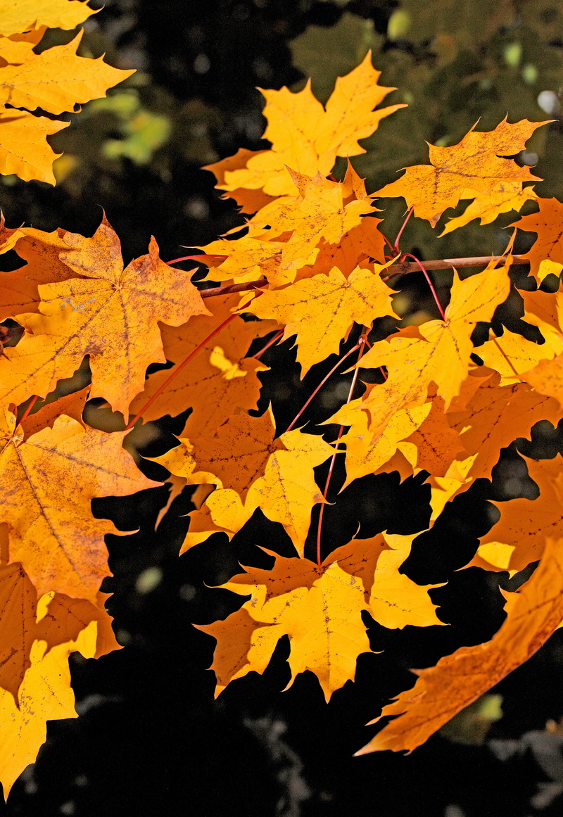 oct, outdoors, warm colors, season, leaf, branch, maple tree, nature, day, foliage, bush, natural condition, no people, beauty in nature, fall colors, highlighted