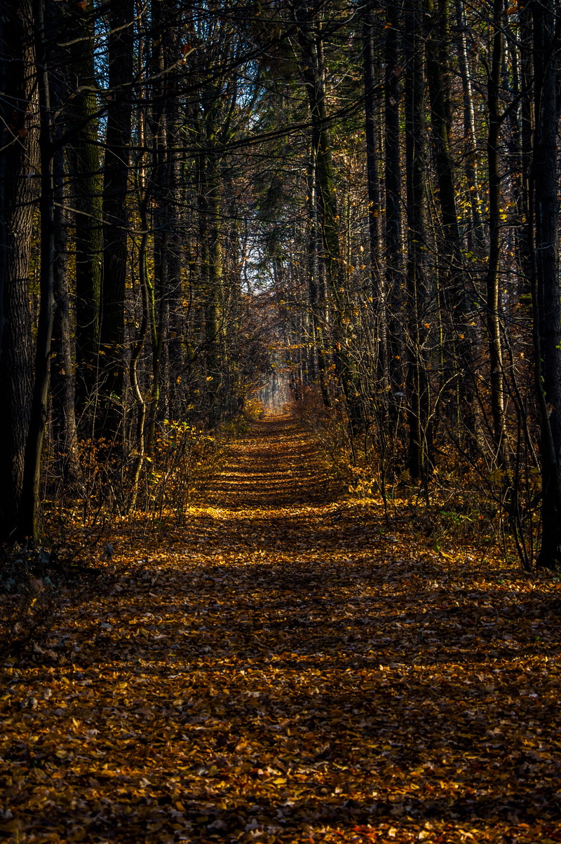 tranquility, 4K, non-urban scene, change, the path, diminishing perspective, tranquil scene, oct, outdoors, tree, landscape, nature, mood, colorful, trail
