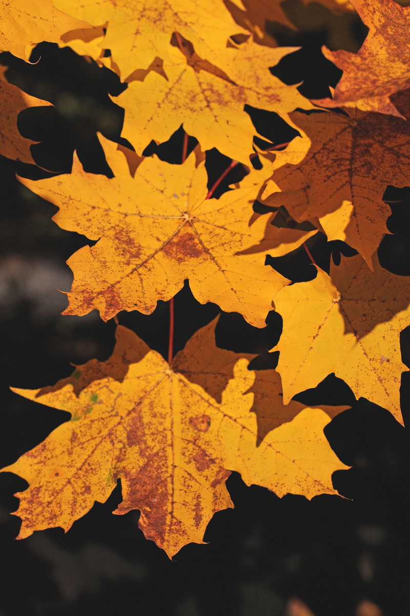 foliage, rose, outdoors, mood, no people, season, day, nature, close-up, chestnut, highlighted, fall colors, change, colorful, bush, autumn, plant part