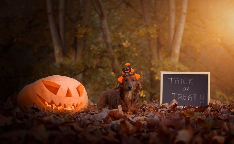 foliage, leaves, English, smiley, hat, trick or treat, the robber, autumn, letters, trees, look, cap, the inscription, Halloween, 31 Oct, holiday, written in chalk