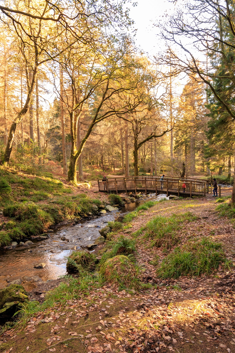 aberfoyle, growth, bridge, plant, tree, field, forest, non-urban scene, outdoors, tranquility, nature, scotland, forrest, transportation, scenics - nature