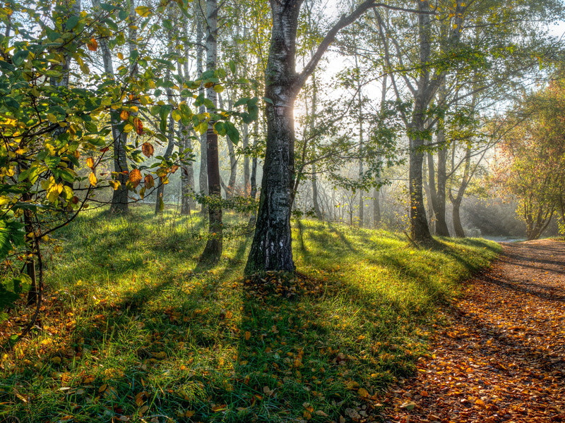 tranquil scene, sunlight, environment, path 4k high resolution  for mac, tranquility, landscape, beauty in nature, tree, day, trail, 4K, outdoors, forest