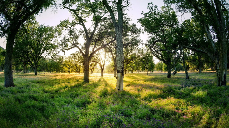 beauty in nature, landscape, nature, grass, forest, plant, trunk, outdoors, widescreen high resolution nature hd 1920x1080, environment, tranquility, tranquil scene