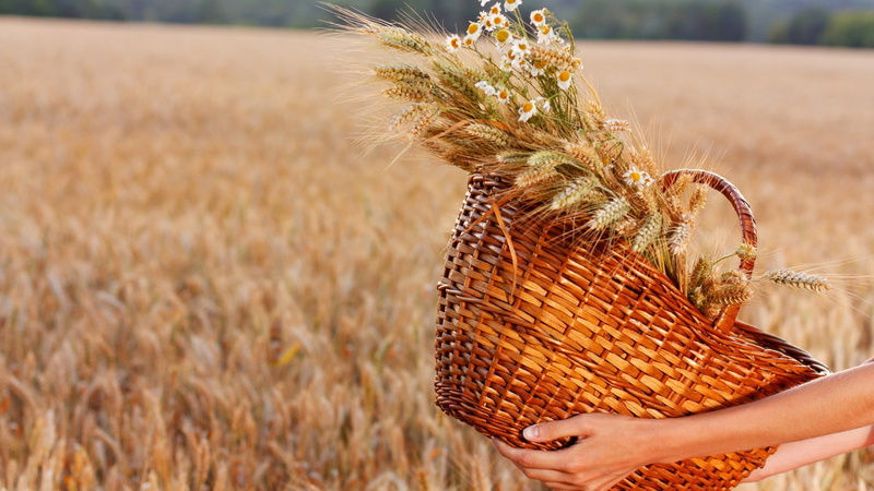 hands, 1080P, flowers, wheat, field, baskets