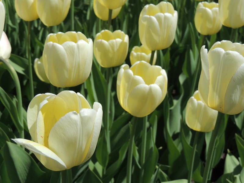 flower head, yellow, green color, yellow flowers, white color, white, tulip, outdoors, no people, inflorescence, petal, flowering plant, yellow tulips