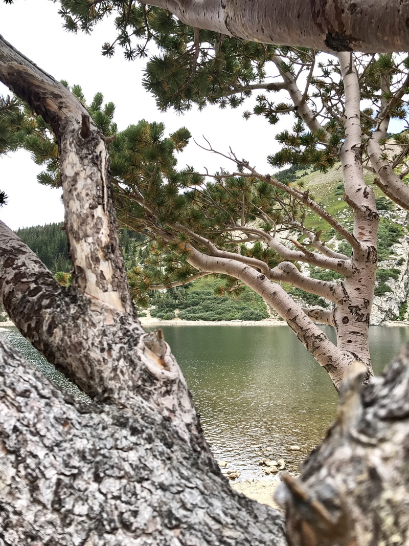 st marys glacier, water, idaho springs, plant, colorado, beauty in nature, river, outdoors, branch, united states, day, no people, tree, nature, glacier
