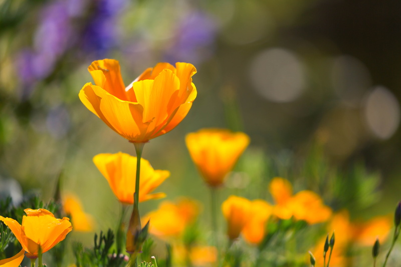 petal, shot, Denver Botanic Gardens, California Poppy, nature, outdoors, flower, green Color, spring, focus, flowers, closeup, Colorado, california, springtime