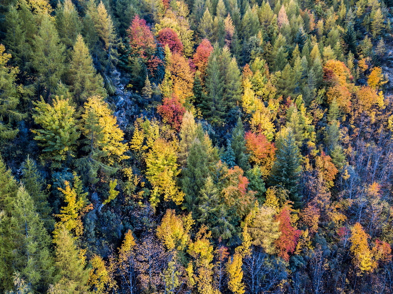 scenics - nature, mountain, land, day, autumn, fall, change, nature, pine tree, backgrounds, high angle view, non-urban scene, season, new zealand, tree
