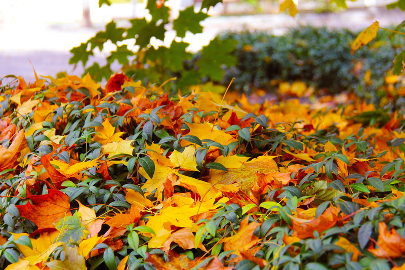 yellow, amazing, nature, outdoors, colors, ground, flower head, growth, autumn, fragility, change, colorful, dried, Historic, beauty in nature, famous