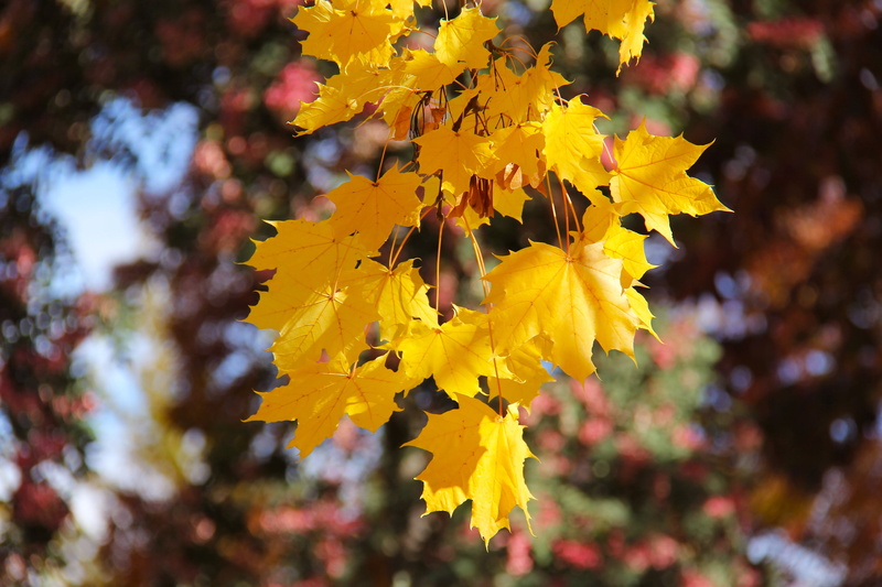 beauty in nature, no people, petal, maple, nature, close-up, historic, leaf, autumn leaves, arrowtown, fall, growth, plant, new zealand, outdoors, famous
