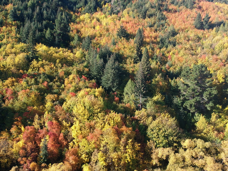 backgrounds, fir, tranquil scene, abies, scenics - nature, nature, spruce, change, forest, beauty in nature, conifer, vegetation, outdoors, drone, larch