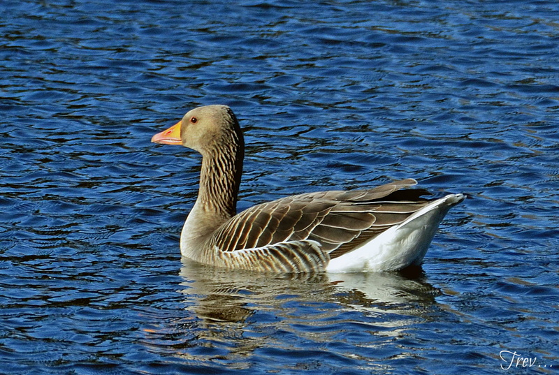 wildlife, UK, Greylag Goose, mallard duck, Birmingham, Fish Pond, body, Pype Hayes Park, water Bird, goose, duck, water, mallard, bird, black, 11th, lake
