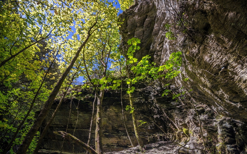 Rock, Sun, 1080P, New, Forest, Trees, Zealand, Arrowtown