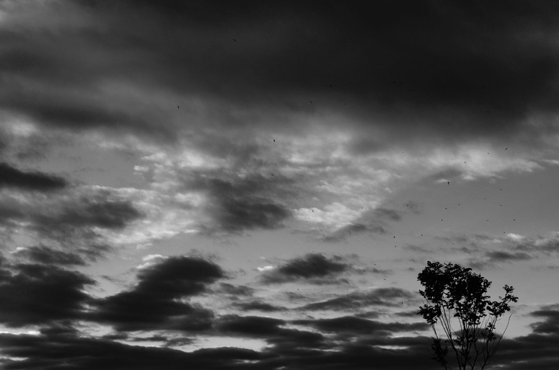plant, beauty in nature, no people, tranquility, 4K, tree, nature, sunrise, black and white, birds, turkey, sky, clouds, cloudscape, black, ominous, silhouette