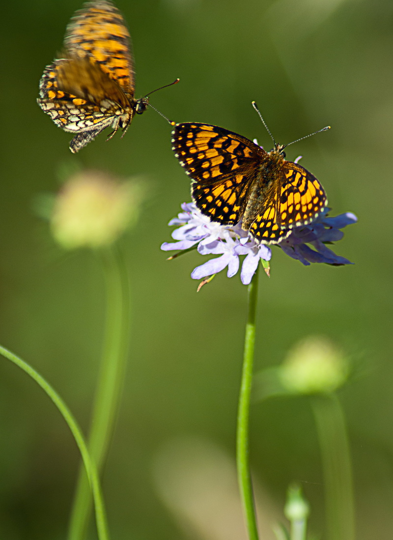 focus, butterfly - Insect, summer, black butterfly, 2K, animal, beauty In Nature, macro, couleur, flower, close-up, shallow focus, green Color, black