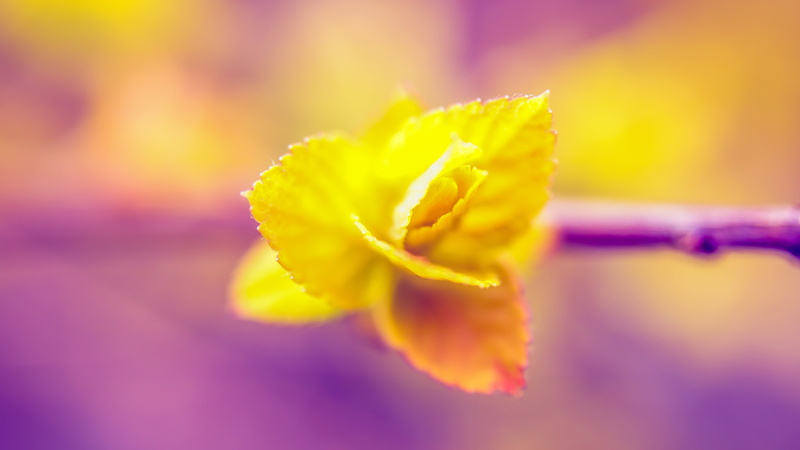 nature, rose, 5K, outdoors, macro, couleurs, colors, yellow, beauty In Nature, plant, petal, DOF, flower, photo, closeup, New leaves, yellow Rose, close-up