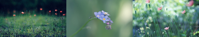 screen, flower, nature, multi, fleur, monitor, plant, couleur, 5K, multiple, plante, color, triple