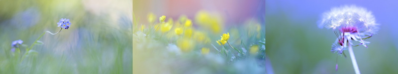 screen, flower, nature, monitor, multi, fleur, color, couleur, 5K, plante, plant, multiple, triple