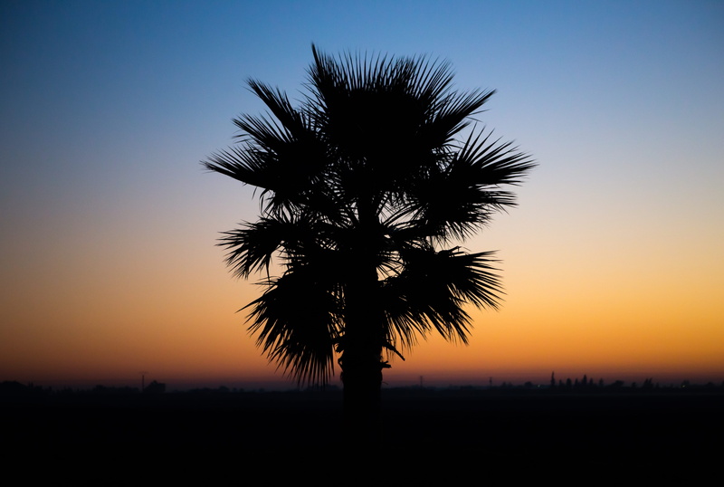 palm tree, couleur, 5K, no people, orange color, tranquil scene, fire, silhouette, palm leaf, arecaceae, tranquility, tree, sunrise, hour, plante
