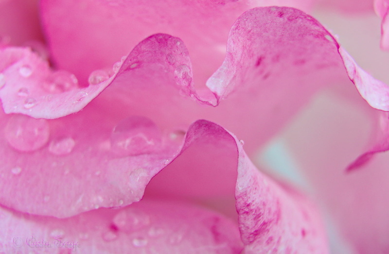 photography, Its Alive, petaled, flou, beauty In Nature, macro photography, close-up, pink Color, rose  pink, petal, water, Petals, graphic, fleur, macro