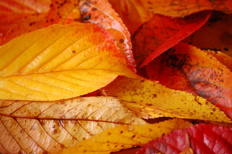 outdoors, multi colored, orange color, 2K, natural condition, change, backgrounds, leaf vein, Bures, freshness, plant, leaves, beauty in nature, Couleurs