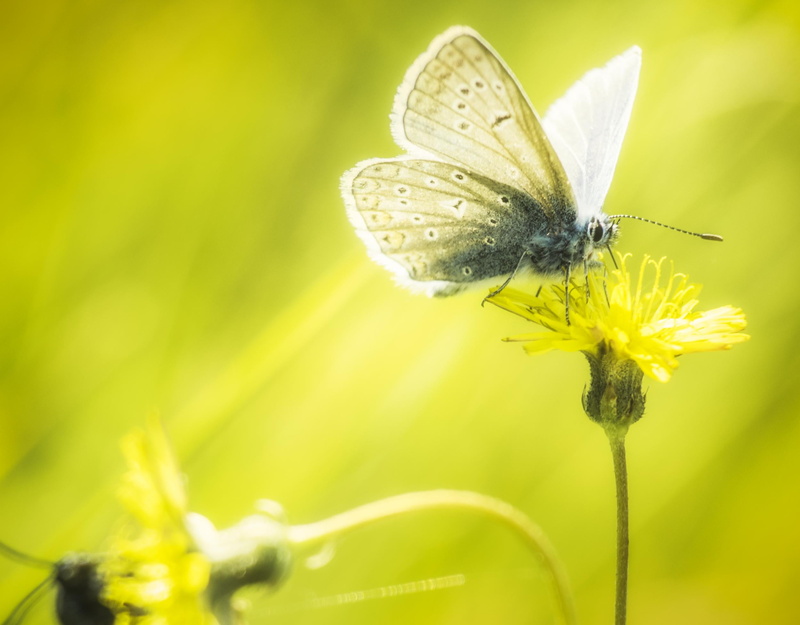 être, macro, summer, jaune, outdoors, serene, minibeast, de, animal, flower, bien, blue, insect, peace, animal Wing, fleur, parfum, pleasure, NIKKOR, soft