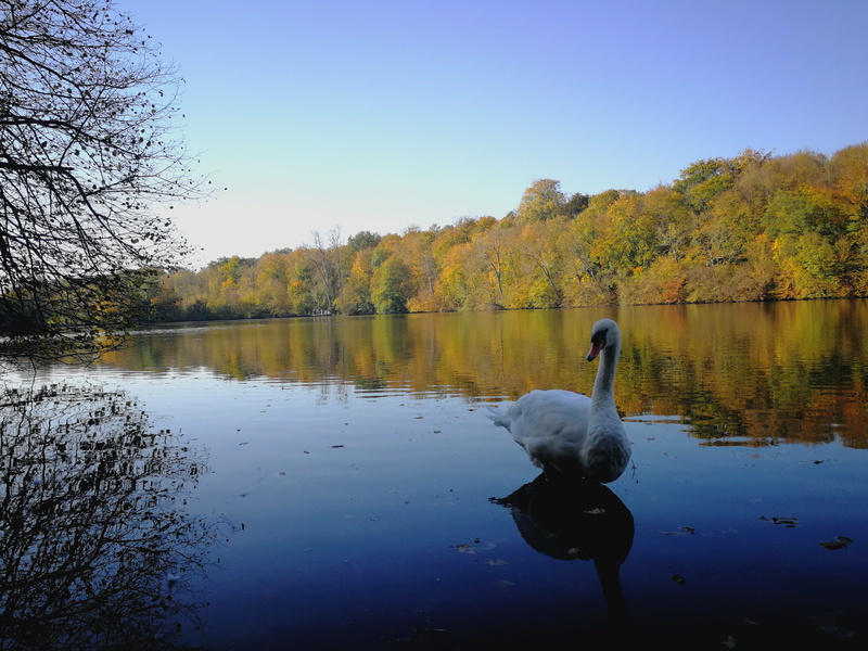 sky, beauty in nature, blanc, floating on water, day, bleu, 4K, reflection, water, arbre, vertebrate, tree, trees, animal wildlife, plant, couleur, tranquility