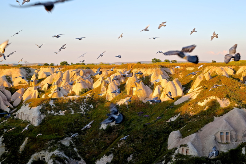 goreme, flock of birds, cones, environment, sandstone, nature, destination, bird, valley, 5K, geology, sky, no people, birds, tuff, kapadokya, anatolia