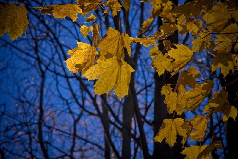 season, change, eos 40d, maple leaves, leaves, low angle view, maple leaf, canon, maple, outdoors, 4K, tranquility, branch, sky, day, no people, plant