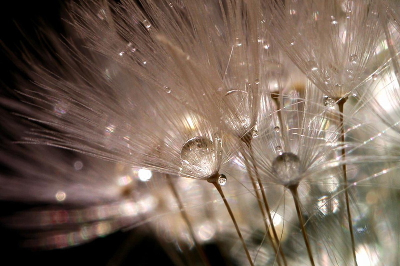 nature, white, Dandelion, 720P, photo, Cocktail, close-up, water  drop, macro, flowers, Canon 40D, seed