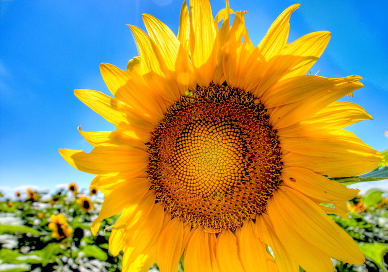 nature, yellow, blue, Canon  40D, EF, Sunflower, flower, agriculture, photography, Roadtrip, closeup photography, plant, closeup, 35mm, Nebraska, petal