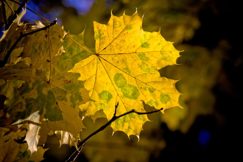 4K, fall, maple leaf, autumn colours, autumn colors, eos 40d, leaves, no people, change, nature, maple, outdoors, beauty in nature, growth, canon, close-up