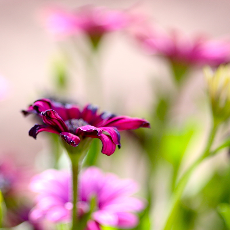 land, explore, purple, red, red  purple, petaled, photo, Flickr, 105mm, red and black, f/2.8, black, flower, flora, purple  violet, eos, 2K, canon  40d