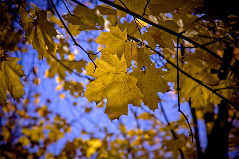 natural condition, outdoors, tranquility, leaf, eos 40d, 4K, day, nature, maple leaf, maple tree, close-up, season, purple, branch, focus on foreground