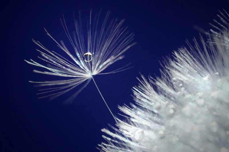 drop in, photography, dandelion, Water drop, Canon 40D, macro photography, white, nature, macro, pH-Value, water  drop, light, color, 720P, blue, Vision Group