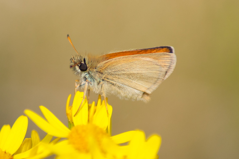 f/4, yellow, skipper, United Kingdom, animal, Tamron, Suffolk, Canon  EOS, insect, shallow, focus, Butterfly, photo, LD, beauty In Nature, essex, UK, 40D