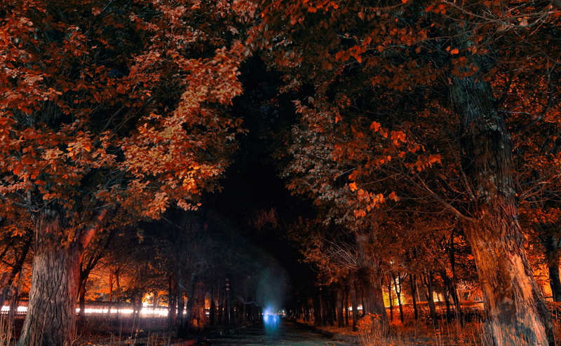 Ghost, growth, tranquility, forest, long exposure, gyumri, Seasons, tree, Brown, autumn collection, Autumn, water, beauty in nature, armenia, 4K, outdoors