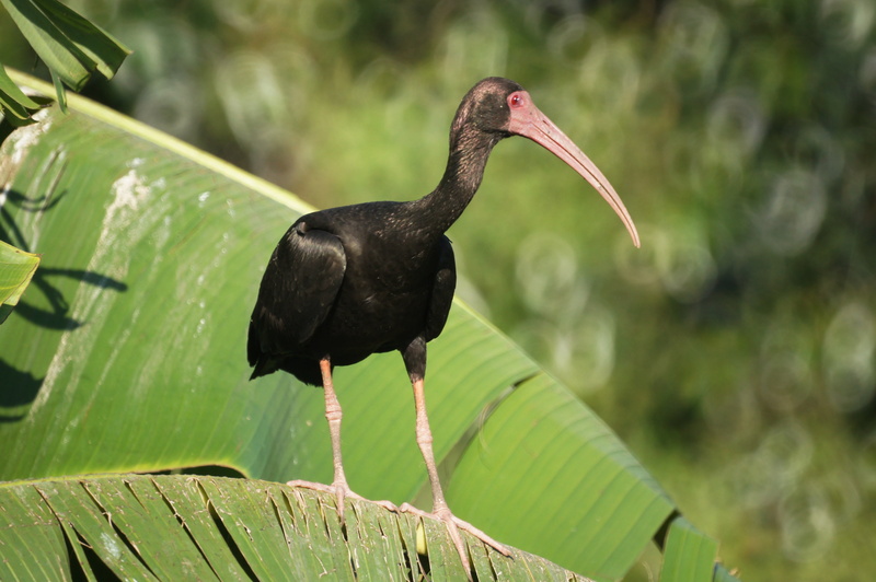 animal, beak, animal wildlife, colombia, plant, ibis, animals in the wild, black color, leaf, 4K, plant part, bird, no people, animal themes, rainforest